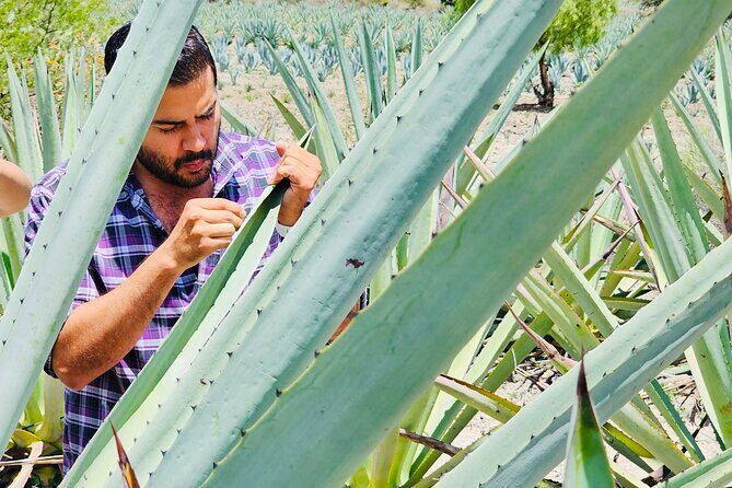 Oaxaca Mezcal & Pulque Tour by Barrel Bus - Why the barrel bus tour style works in Oaxaca