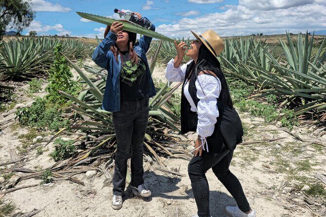 Oaxaca Mezcal & Pulque Tour by Barrel Bus - Back to Santiago Matatlán for pulque: the ancient drink gets a human story