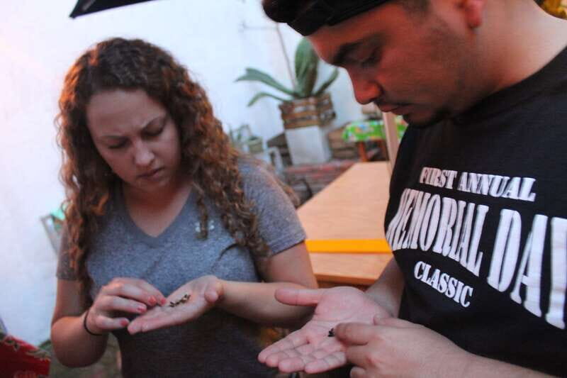 Oaxaca: Mezcal Tasting Session with Expert - How the 1.5-hour wild mezcal tasting flows