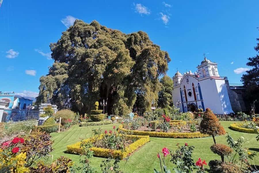Oaxaca: Tule Tree, Teotitlán, Mitla and Hierve el Agua Tour - Arbol del Tule: the quick stop that hits like a photo you can’t believe