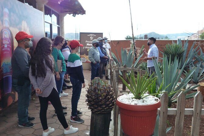 Private Family Tour visitng Mitla, Mezcal Factory, HIerve el Agua - Who this tour is perfect for (and who should reconsider)