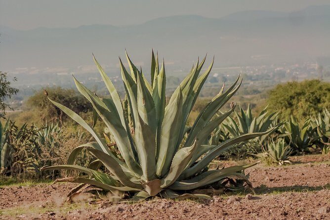 Private Oaxaca Walking Tour with Mezcal Tasting - La Casa del Mezcal: the tasting that brings the walk home