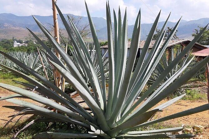 Private tour Mitla, Weavers town, Mezcal and Boil the water - Teotitlán del Valle weaving town: natural dyes and loom craft