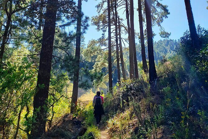 Sierra Norte Hike and Indigenous Village Full-Day Adventure - The 8 km hike: pine forest trails, rock-wall moments, and pacing at altitude