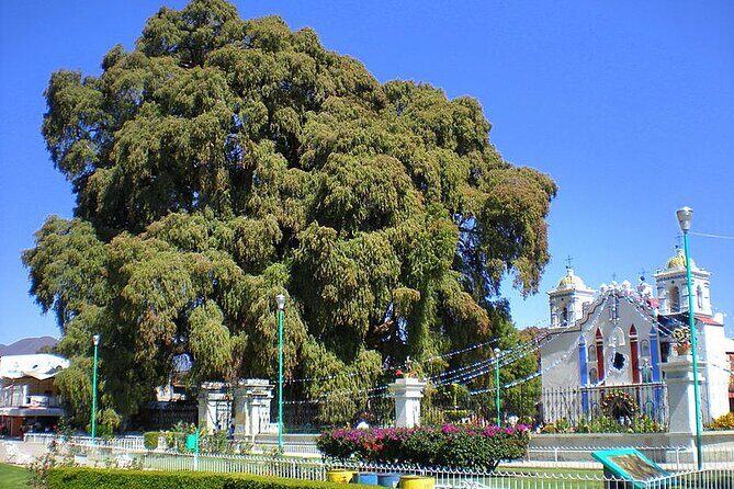 Tour to artisan towns of Oaxaca - El Árbol del Tule: A Giant Pause for Scale and Photos