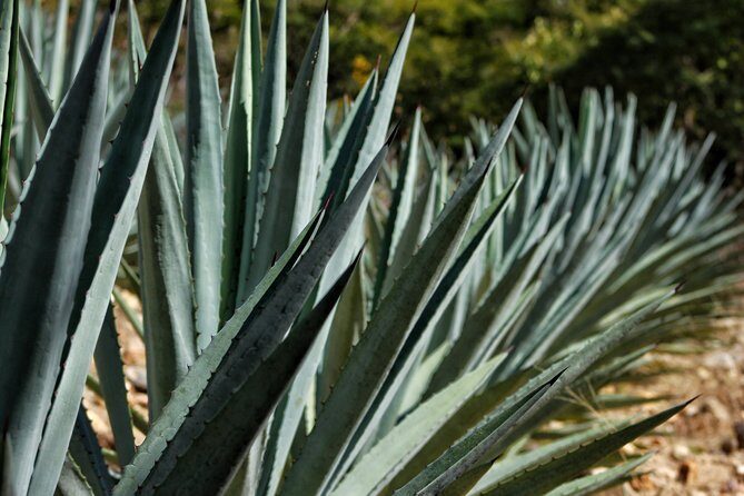 Ultimate Hierve el Agua Hike + Mezcal - That extra swim stop: quiet waterfalls and the feel of the countryside